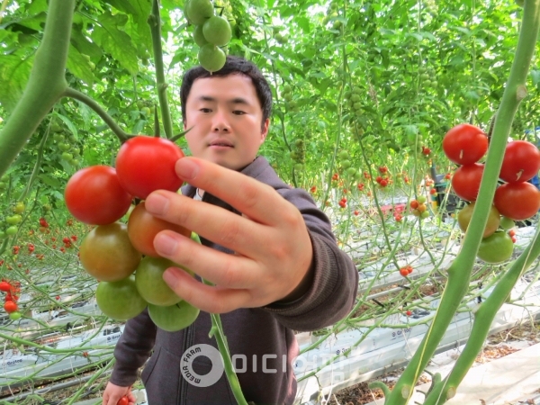 하루애 토마주르는 아시아 유일의 토마토 품종이다. 첨단 유리온실에서 토마주르 상태를 살펴보고 있는 하규봉 대표. 사진=김성대 기자.