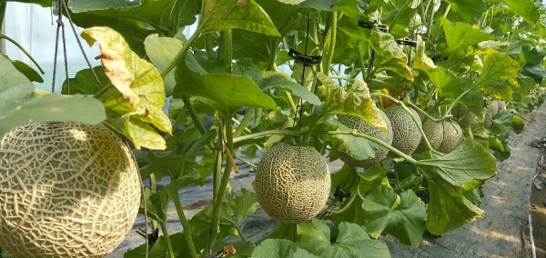 전국 1만2천여 농가에서 GCM농법을 적용 중이며 경남에서는 대표적으로 진주 멜론작목반에서 사용하고 있다.