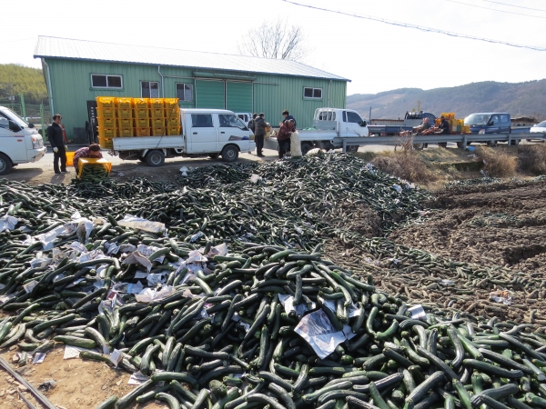 농민들이 인건비조차 확보되지 않은 주키니 호박 가격(10kg 당 5천원)에 수매해 폐기하고 있다.