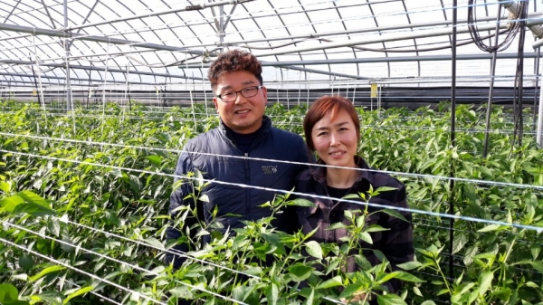 중학교 동창인 하시봉, 정혜경 하정농장 대표. 440평·410평·210평 하우스 3개동에서 고추농사를 짓고 있다. 이들은 여름용 하우스를 제작해 여름철에도 녹아내리지 않는 고추를 수확할 수 있어 눈길을 끌고있다.