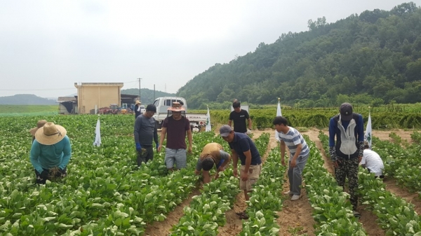 합천군 4-H 회원들의 공동학습포 사업 모습. 이곳에서 재배한 농산물을 판매해 불우이웃기금을 조성한다.