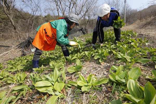 산청군 차황면 황매산 자락의 한 농원에서 농업인들이 산마늘(명이나물)을 수확하고 있다.