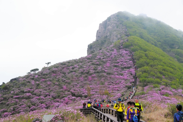 전국 산청군향우회 회원 600여명이 5월 4일 철쭉제가 진행 중인 황매산을 찾아 등반대회를 가진다.