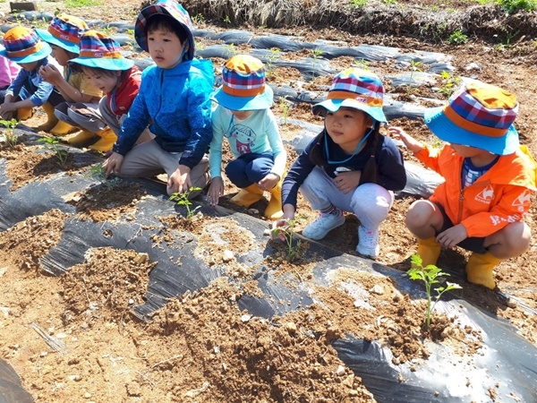 함안유치원 원아들이 체험학습용 텃밭에서 수박, 참외, 고구마 등을 심고 있다.