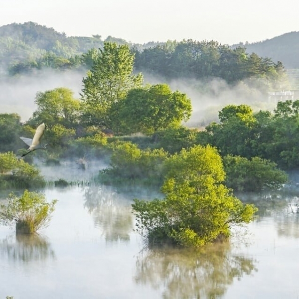 김기춘 사진작가의 우포늪 물안개(대대제방) 사진.