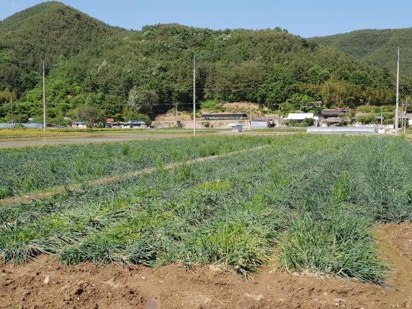 경상남도는 5월 20일부터 6월 20일까지 ‘일손돕기 중점추진 기간’으로 정하고 봄철 주요 농작업인 양파·마늘 수확, 모내기, 보리수확 등에 2만5000명의 인력을 투입해 일손을 돕는다.