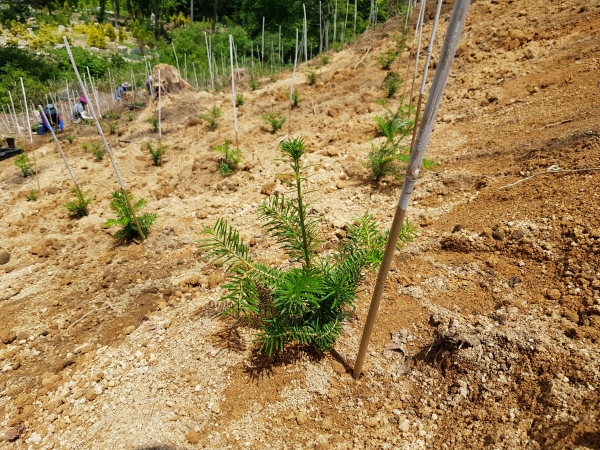 경상남도 금원산산림자원관리소는 지난달 금원산생태수목원 내 1ha 면적에 6년생 지리산 구상나무 3,000본을 식재했다.