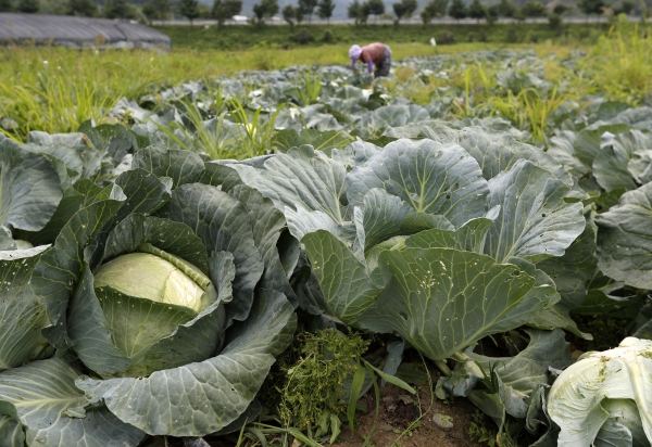 산청군 산청읍 정곡리에서 양배추 수확이 한창이다. 산청 양배추는 큰 일교차로 인해 속이 단단하고 맛이 좋다.