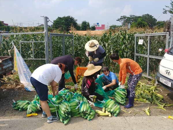 진주시 4-H 연합회 회원들이 이웃들에게 나누고자 수확한 옥수수를 정리하고 있다.