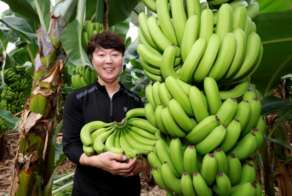 산청군 소재 '올바나나'의 국산 바나나는 친환경 무농약으로 재배되어 쇼핑몰 등에서 큰 인기를 얻고 있다.