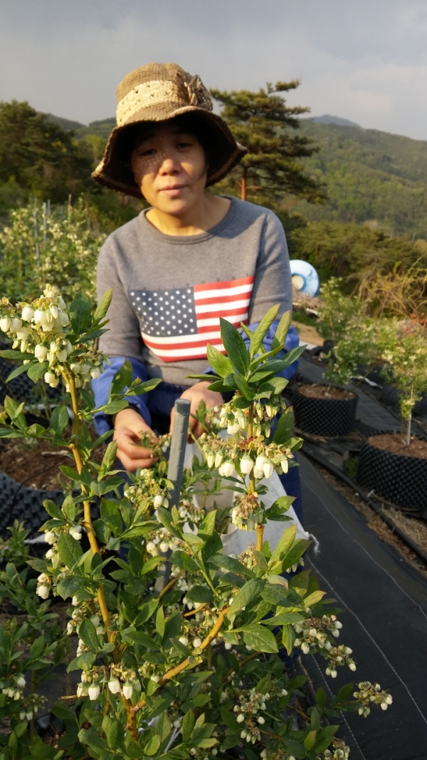 이규연 대표의 농지는 임야 포함 1만평에 이른다. 꽃 중엔 메리골드 정도만 직접 심고 나머지는 야생에서 채취한다. 종류는 30~40여 가지에 이른다. 사진=김성대 기자.