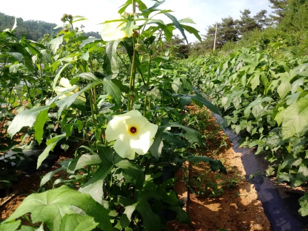 이규연 대표의 농지는 임야 포함 1만평에 이른다. 꽃 중엔 메리골드 정도만 직접 심고 나머지는 야생에서 채취한다. 종류는 30~40여 가지에 이른다. 사진=김성대 기자.