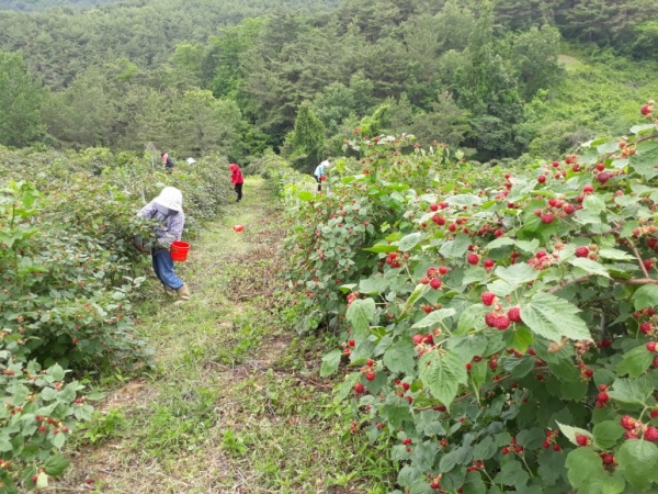 산딸기는 보통 6월에 수확하지만 진 대표는 보온덮개 등을 설치해 앞으론 3, 4, 5월에도 수확해나갈 예정이다.