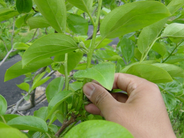 경상남도농업기술원은 품질 좋은 단감을 수확하기 위해 5월부터 꽃봉오리 솎기 작업에 만전을 다할 것을 당부하고 있다.