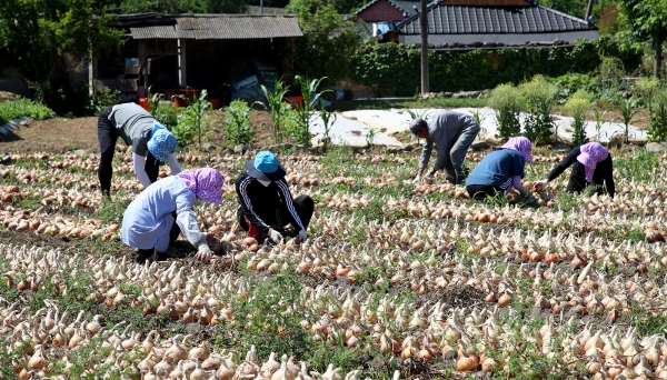 산청군과 산청군농협, 산청교육지원청 등 기관 직원들 450여명이 지난 16일과 17일 일손부족으로 어려움을 겪는 양파농가를 찾아 힘을 보탰다.