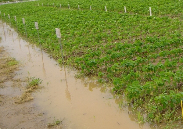 경상남도농업기술원은 도내 장마기간 중 논에서 콩을 재배할 때 집중호우로 인한 습해와 토양병 예방을 위한 배수 관리에 주의를 당부하였다.