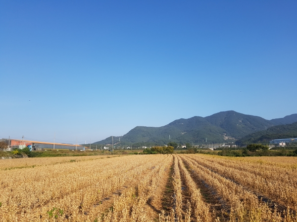 경상남도농업기술원은 도내 콩의 안정적 수확과 이듬해 건강한 종자 확보를 위한 생육 후기에 주의해야 할 주요한 병 특성과 관리방법을 소개하였다.