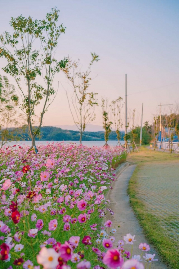 대한노인회 사천시지회는 지난 7월부터 한국남동발전과 한국노인인력개발원 및 사천시와의 협력 사업인 KOEN(KOrea ENergy) 바다사랑 지킴이사업으로 사천시 관내 해안변 환경정화 활동을 펼치고 있다.