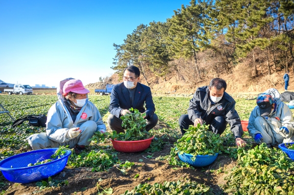 남해군 시금치 통합브랜드 보물초는 현재까지 약 4000톤이 출하돼 105억 원의 판매고를 올렸다.