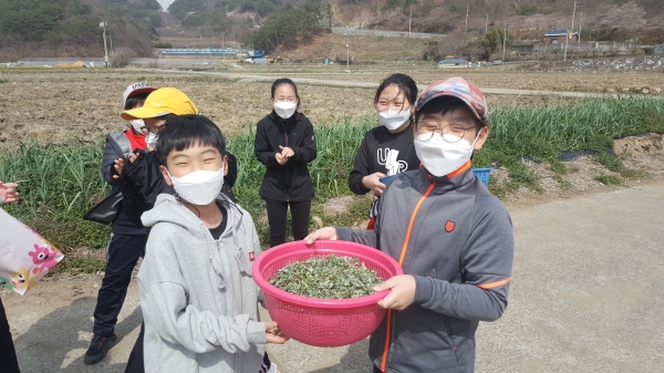 하동 적량초등학교(교장 서영미)는 지난 24∼30일 1주일간 전교생이 학교 주변 노지에서 봄맞이 봄나물을 캐 떡을 만들어 먹는 체험학습을 실시했다고 1일 밝혔다.