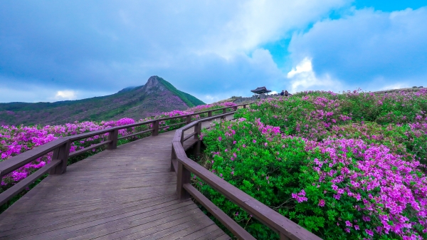 산청군은 16일 봄철 철쭉 개화 기간을 앞두고 코로나19 확산 방지를 위해 황매산의 방문을 자제해 줄 것을 거듭 당부했다.