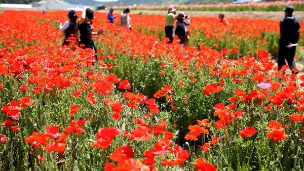 코로나19 장기화 여파로 해마다 5월 중순 열리던 알프스 하동의 대표적인 봄꽃축제 북천 꽃양귀비 대면 축제가 취소됐다.