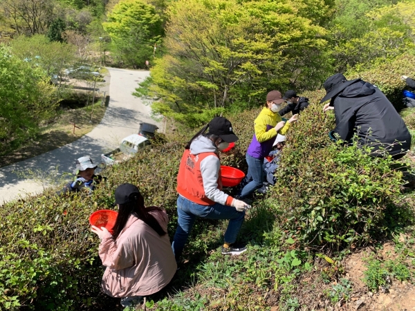 하동녹차연구소(소장 오흥석)는 19~20일 이틀간 문화환경국, 하동세계차엑스포조직위원회 직원들과 함께 지리산 기슭의 구재봉자연휴양림 야생차밭에서 어린 찻잎 100㎏를 수확했다고 20일 밝혔다.