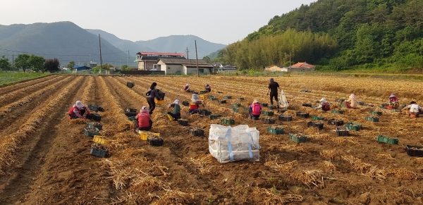 합천군(군수 문준희)에서 위탁 운영하고 있는 비영리법인인 합천군 농촌인력은행 사회적협동조합에서는 마늘양파 수확철을 맞아 6월 1일부터 본격적인 운영을 시작했다.