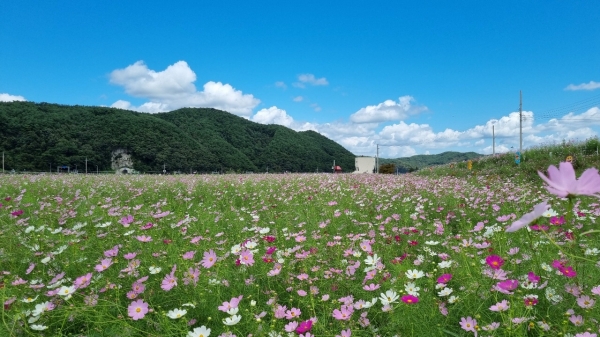 하동군과 하동북천코스모스·메밀꽃영농조합법인은 북천 코스모스·메밀꽃 단지를 24일부터 내달 4일까지 개방한다고 24일 밝혔다.