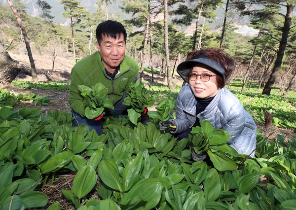 강대성(62) (사)한국임업후계자 경남도지회 부회장(전 산청군협의회장)이 1일 정부세종컨벤션센터에서 열린 ‘제2회 임업임의 날’ 기념식에서 국무총리 표창을 수상했다.