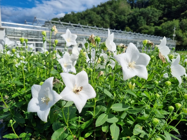 경상남도농업기술원(원장 정재민)은 4일 백도라지 특화작목단지 대상지로 산청군과 고성군을 선정했다고 밝혔다.