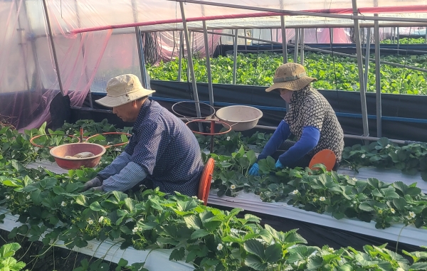 하동군이 농촌 고령화와 부녀화 등으로 인한 만성적인 인력난 해결을 위한 첫걸음을 내딛었다.