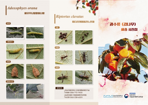 경상국립대학교 농업생명과학대학 식물의학과 이원훈 교수 연구팀은 과수류에 발생하는 해충들 예찰을 강화하기 위해 홍보물 ‘과수류(감나무) 발행 해충 사진첩’을 발간했다.