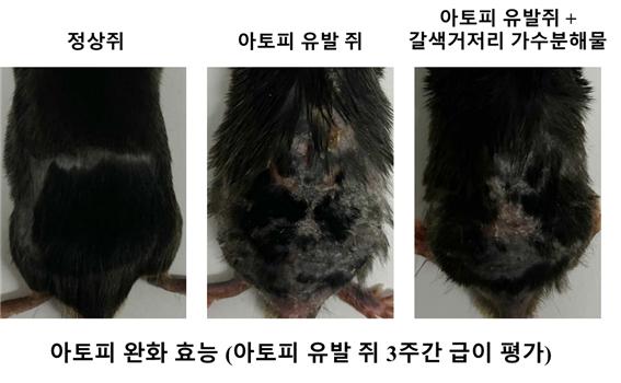 경상남도농업기술원과 동아대학교가 공동 연구한 ‘갈색거저리 유충 추출물의 아토피 완화 효능에 대한 전임상 결과’ 논문이 세계적 권위의 SCIE(Science Citation Index Expanded)급 국제학술지인 Nutrients(IF 6.708)에 등재됐다.