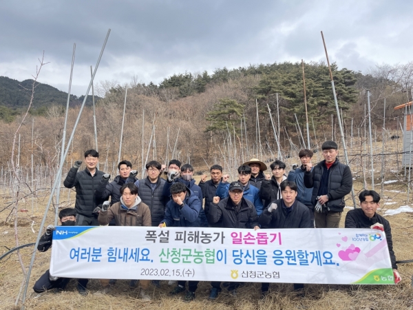 산청군농협(조합장 박충기)은 기록적인 폭설로 인하여 피해를 입은 차황면 사과농가를 찾아 일손돕기를 실시했다고 16일 밝혔다.