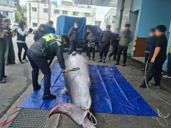 사천해양경찰서(서장 옥현진)은 6일 오전 7시 59분께 남해군 남면 북쪽 방향 200ｍ 해상에서 밍크고래 사체가 발견됐다고 밝혔다.