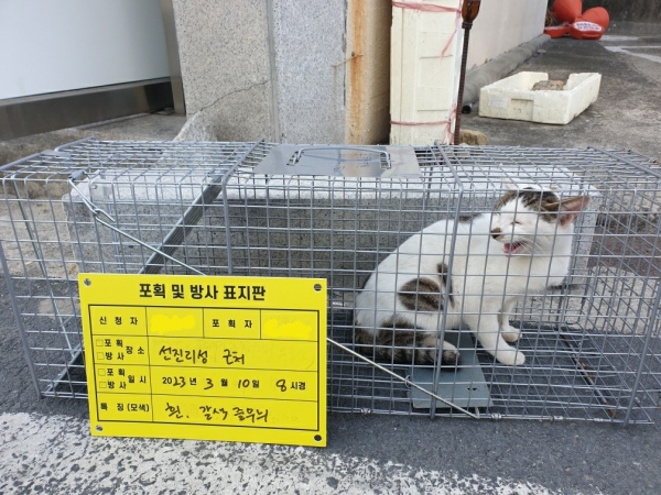 사천시는 시민 불편을 해소하기 위해 길고양이 개체 수를 조절한다.