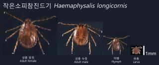 하동군은 최근 중증열성혈소판감소증후군(SFTS) 환자가 발생함에 따라 야외활동 때 진드기에 물리지 않도록 각별한 주의를 당부했다.