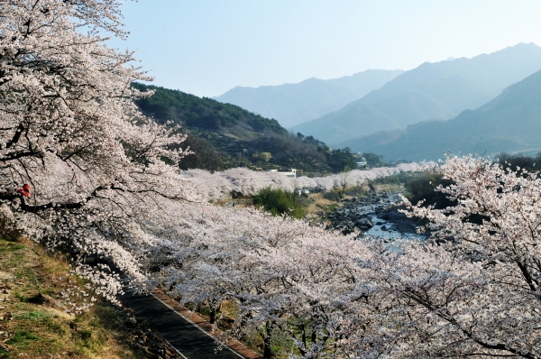 하동군이 일상의 번잡함에서 벗어나 자연에 머물며 하동만의 특별한 차 문화와 꽃내음을 체험할 수 있는 '하동으로 여행 가자' 사업을 추진한다.