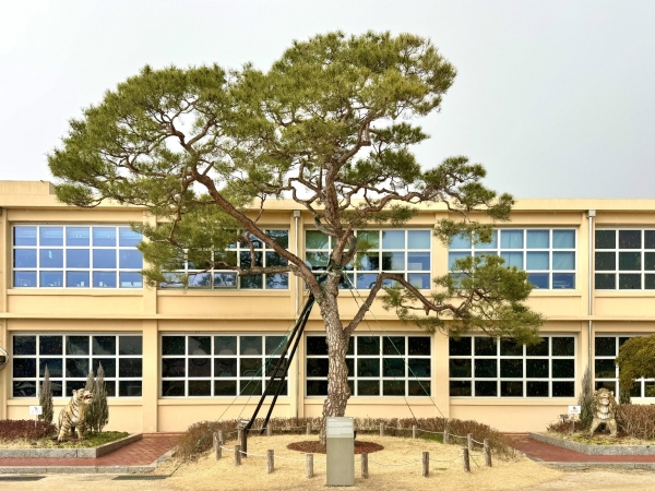 진주시 K-기업가정신센터 내 ‘부자소나무’가 경남도 보호수로 지정됐다.