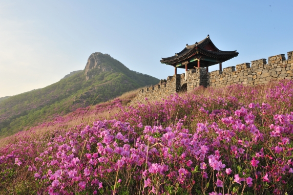 제40회 산청황매산철쭉제가 산청군 차황면 법평리 황매산 일원에서 4월 27일에서 5월 12일까지 개최된다.