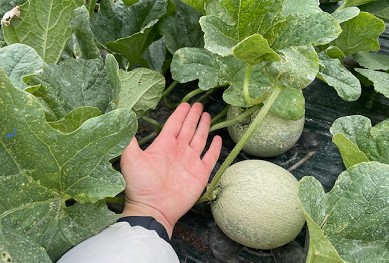 경상남도(박완수 도지사)는 잦은 비와 부족한 일조량 등으로 생산량이 큰 폭으로 감소한 시설 수박·멜론 피해농가에 16억 원을 지원한다.