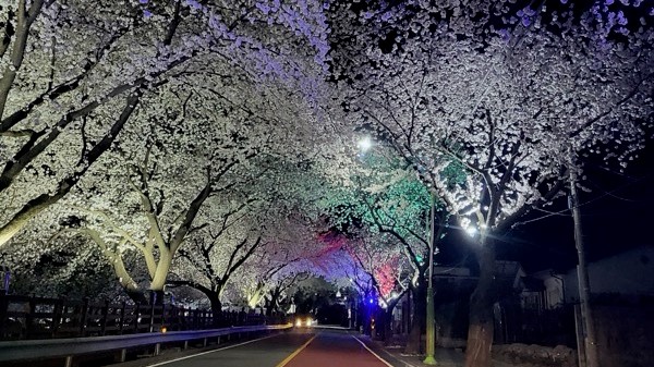 합천군 봉산면 청년회(회장 장기철)가 주최·주관하는 ‘제6회 합천 벚꽃음악회’가 오는 29일부터 31일까지 3일 간 김봉리 일원에서 열린다.