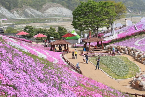 산청군은 생초 꽃잔디 축제에 7만 9000여 명의 방문하는 등 성황리에 행사를 마쳤다고 29일 밝혔다.