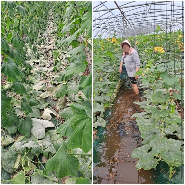 한국농어촌공사 진주·산청지사가 진주시 대곡면 대곡리 농업용 수로의 퇴적토를 방치하다 집중호우로 하우스가 침수되는 등 농가 피해가 막심한 것으로 드러났다.