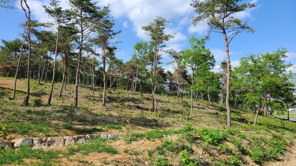 경상남도는 통영·고성 지역에 대규모 동백(冬栢) 숲을 조성했다.