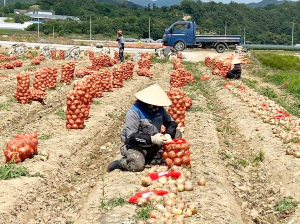 함양군은 5월 말부터 양파 수확 시기에 맞춰 인근의 무주군, 장수군 계절근로자 100여 명을 파견받았다고 14일 밝혔다.
