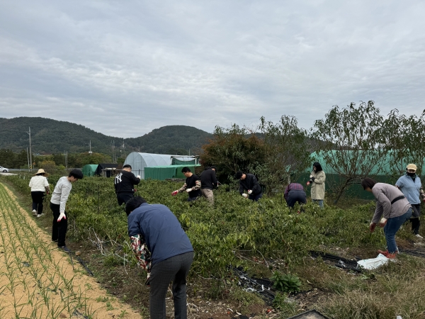 고성군 재무과와 행정과, 건축개발과, 대가면 4개 부서 직원 15명이 힘을 모아 11월 15일 대가면 연지리의 한 농가를 찾아 농촌일손돕기를 펼쳤다.