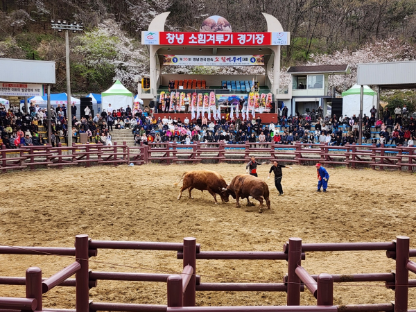 창녕군(군수 성낙인)은 오는 26일부터 30일까지 유네스코 3관왕 도시인 창녕군 부곡온천관광특구 내 소힘겨루기경기장에서 ‘제21회 창녕 전국 민속소힘겨루기대회’가 개최된다고 밝혔다.