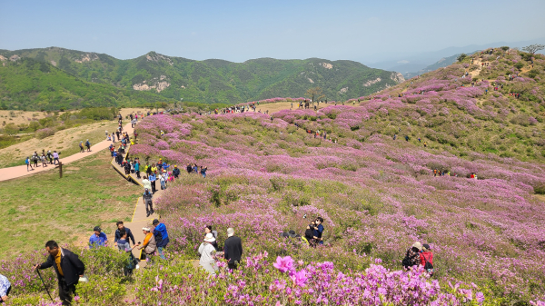 합천군 황매산 철쭉제가 오는 5월 1일부터 11일간 전국 최대 규모의 철쭉군락지인 경남 합천 황매산군립공원에서 열린다.